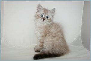 Male Siberian Kitten from Deedlebug Siberians